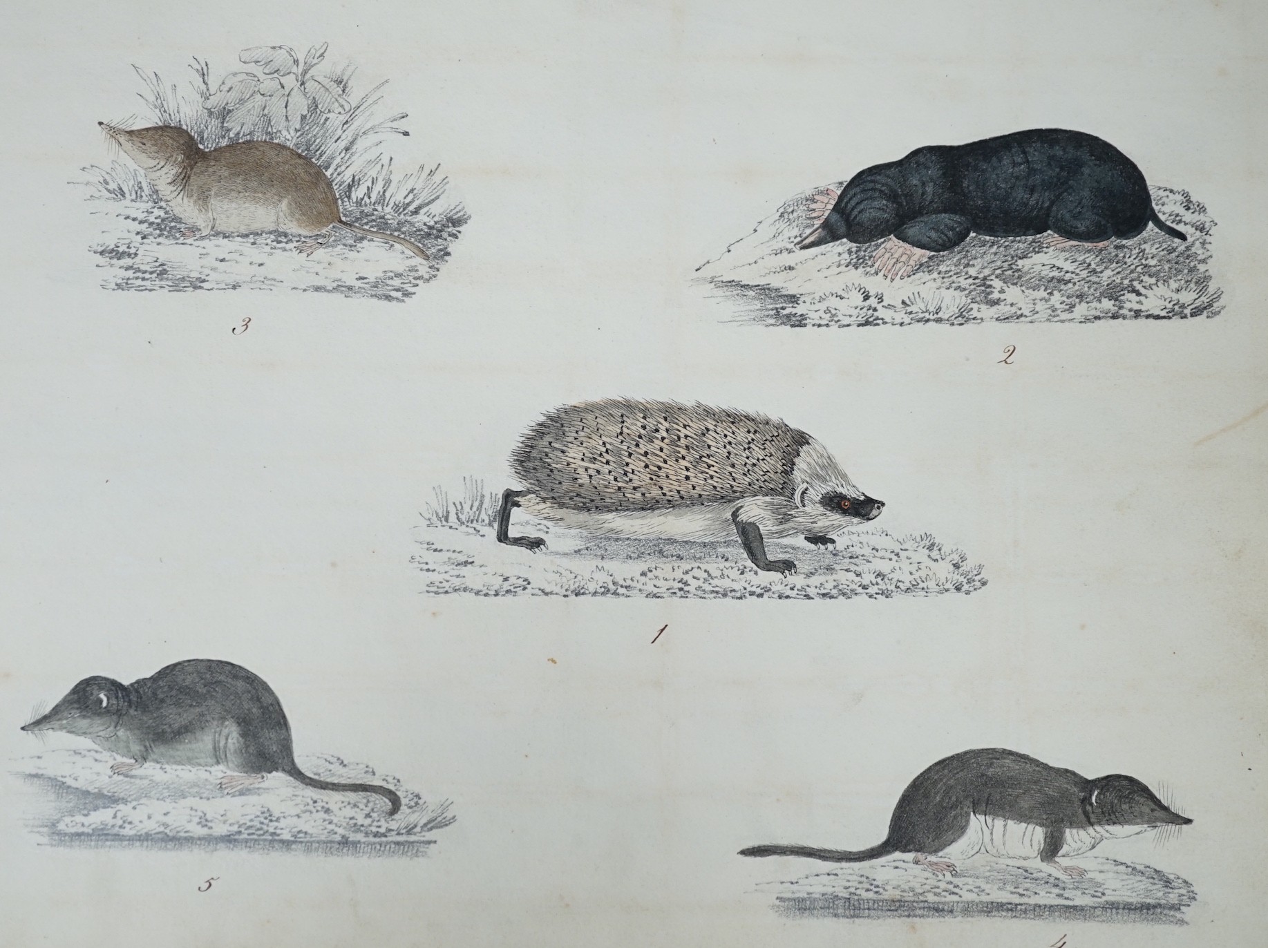 An early 19th century sketch book - wild birds and flowers, all indexed and described